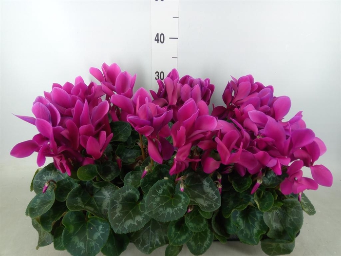 <h4>Cyclamen GR 'Leopardo'</h4>