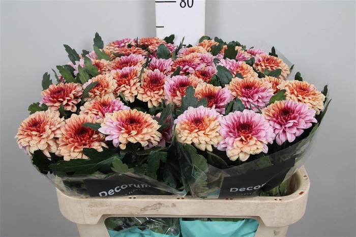 <h4>Chr G Pip Festival</h4>