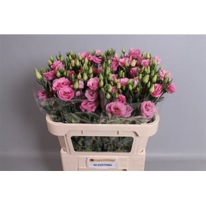 EUS G ROSI ROSE PINK