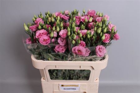 EUS G ROSI ROSE PINK
