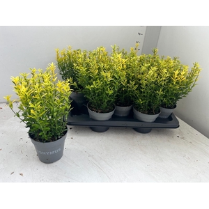 EUONYMUS JA M AUREOV