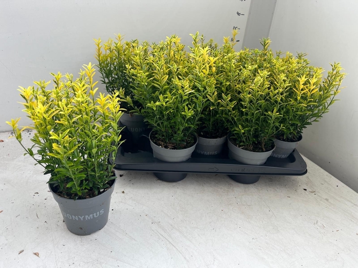 <h4>EUONYMUS JA M AUREOV</h4>