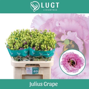 EUS G JULIUS GRAPE