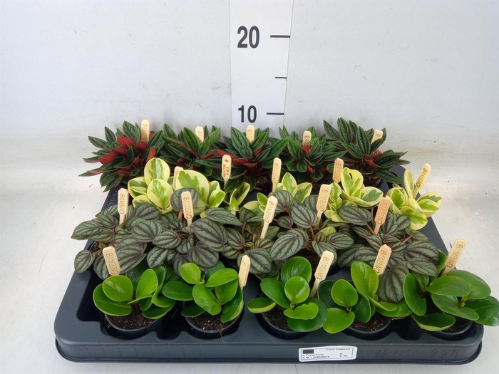 <h4>Peperomia ...mix</h4>