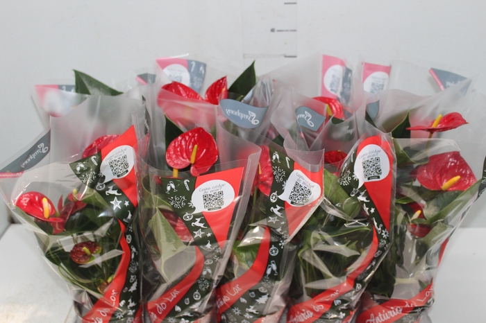 <h4>ANTHURIUM RED SUCCESS P12</h4>