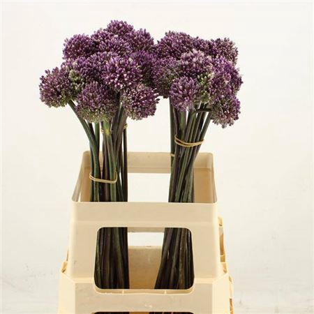 <h4>Allium Summer Drumme</h4>