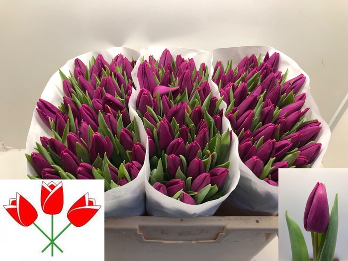 <h4>TU EN PURPLE PRINCE</h4>