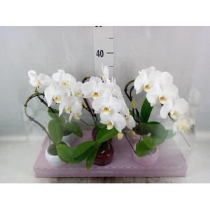 Phalaenopsis   ...white