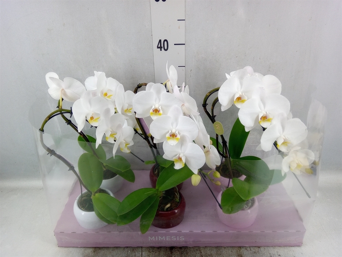 Phalaenopsis   ...white