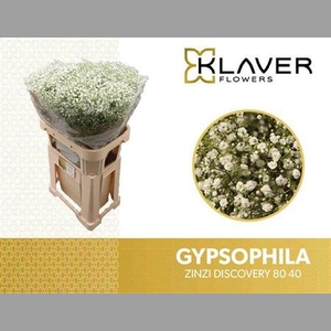 Gyps Pa Zi Discovery