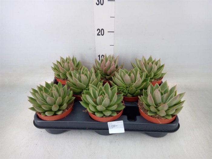 <h4>Echeveria  'Miranda'</h4>
