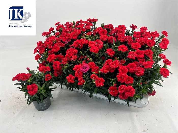 Dianthus Oscar Red