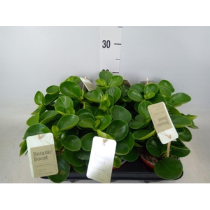 Peperomia obt. 'Green Gold'