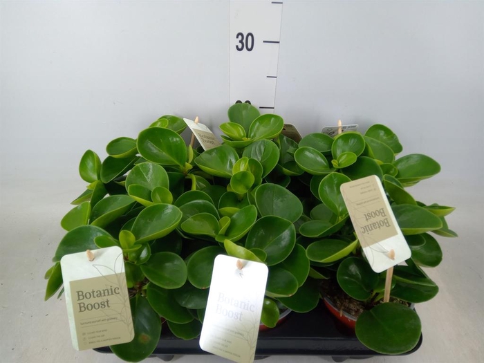 <h4>Peperomia obt. 'Green Gold'</h4>