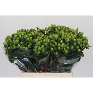 Hypericum Lucky Romance