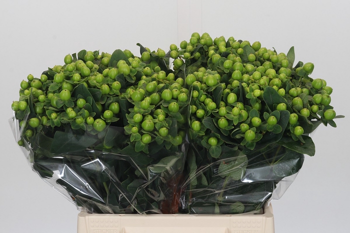 Hypericum Lucky Romance