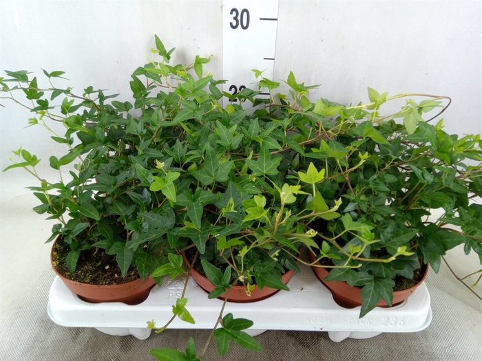 <h4>Hedera helix 'Shamrock'</h4>