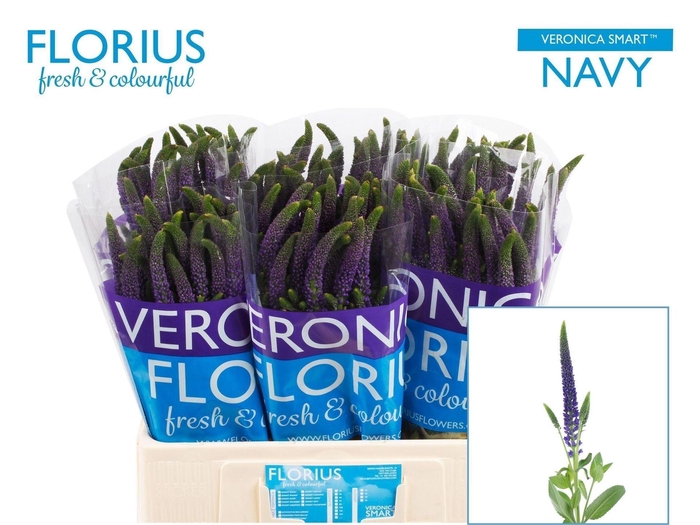 Veronica 'Clea Diana' (purple)