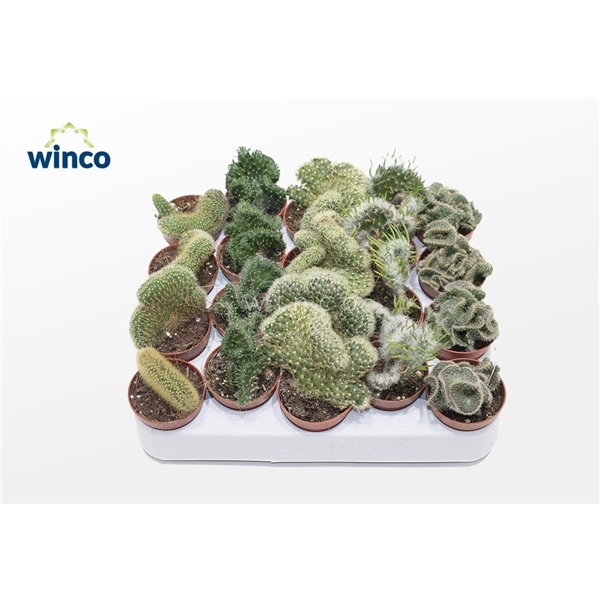 <h4>Cactus Cristata Mix (Exclusive)</h4>