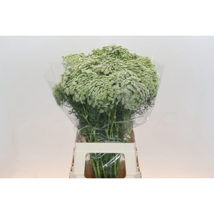 Bupleurum Griffithii