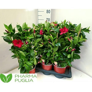 MANDE RIO DEEP RED