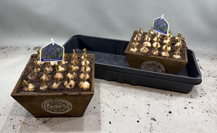 <h4>ARR MUSCARI</h4>