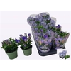 arr8 Gent R D Blue Heart