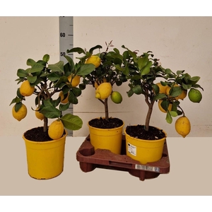 CITR LIMON