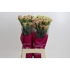 Dianthus St Winecover