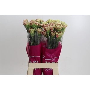 Dianthus St Winecover