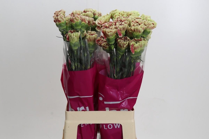 Dianthus St Winecover