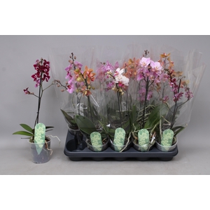 PHAL MF GEM 4 KL