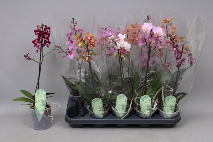 <h4>PHAL MF GEM 4 KL</h4>