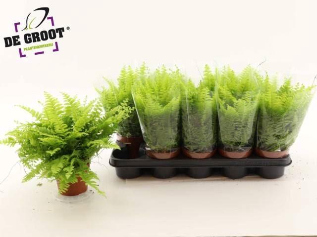 <h4>Nephrolepis exal. 'Boston BlueBell'</h4>