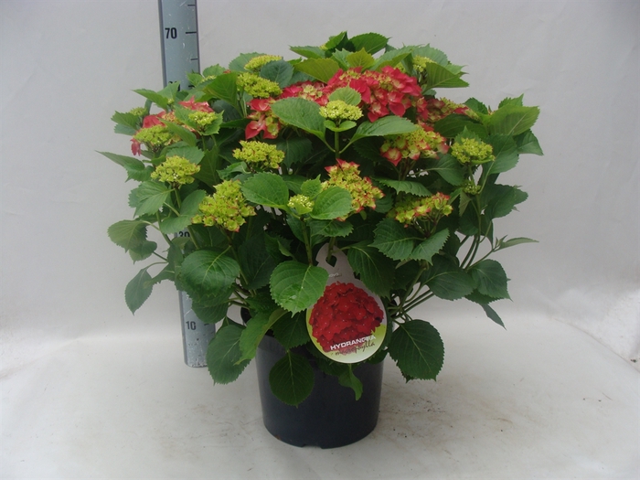 <h4>Hydrangea mac. 'Hot Red'</h4>