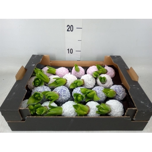 Hyacinthus orie.   ...waxed H%