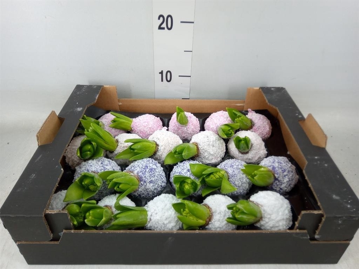 <h4>Hyacinthus orie.   ...waxed H%</h4>