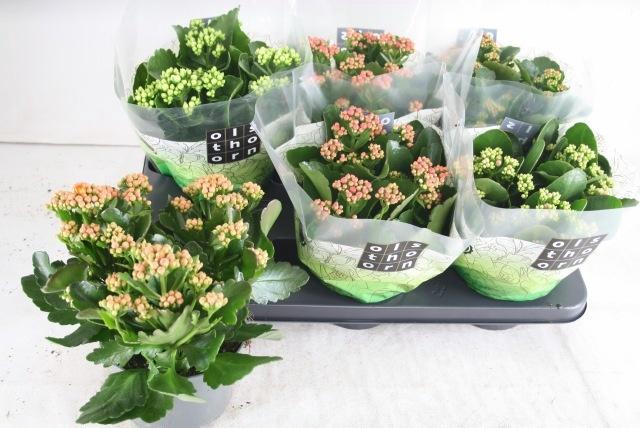 <h4>KAL GE GEM 5 KL</h4>