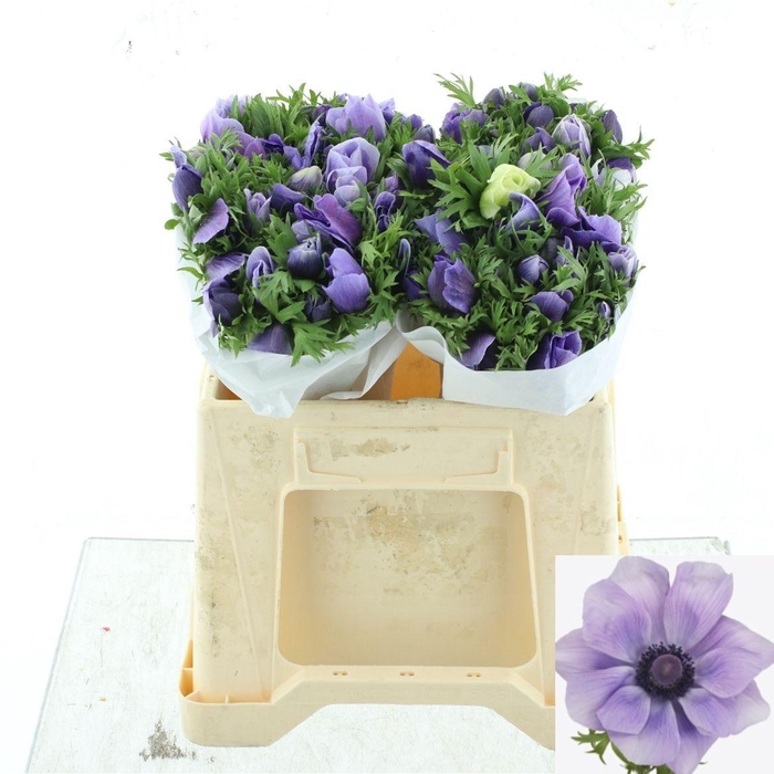 <h4>ANEM CO MIS + AZZURR</h4>