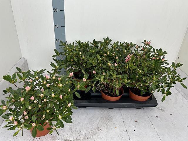 <h4>RHODO SI GLORIA</h4>