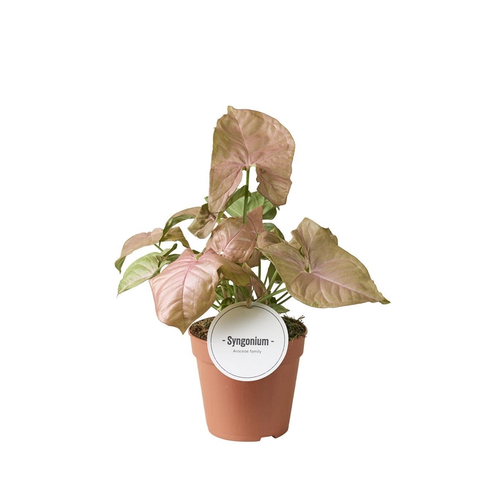 <h4>Syngonium Neon</h4>