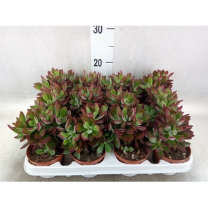 Echeveria pulvinata 'Devotion'