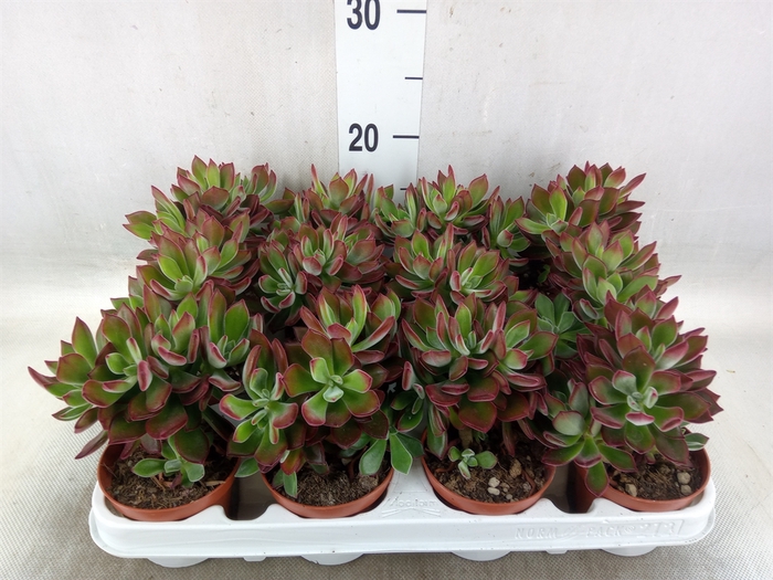 <h4>Echeveria pulvinata 'Devotion'</h4>