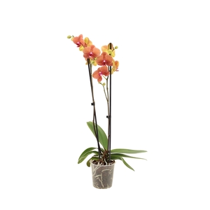 Phal Surfsong 2T16+