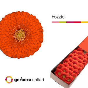 Germini Pomponi Fozzie Doos