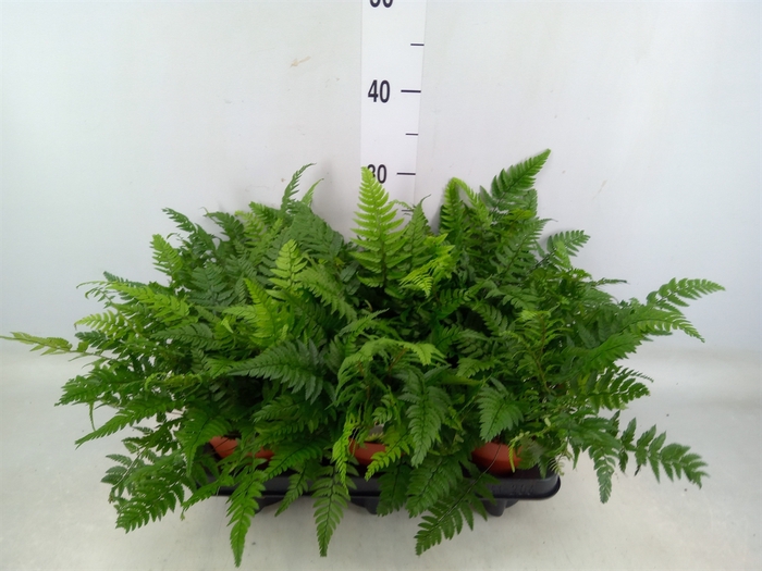 <h4>Polystichum tsus-simense</h4>