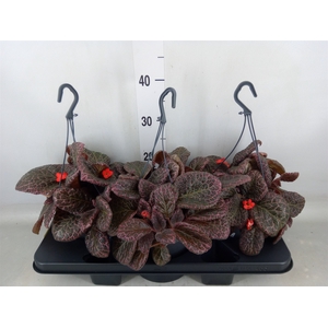 Episcia   ...
