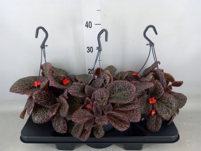 <h4>Episcia   ...</h4>