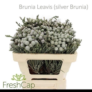 BRUN LAEVIS