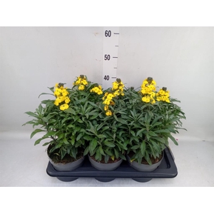 Erysimum  'Fragrant Sunshine'